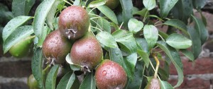Barrington Pears