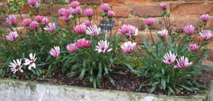 Sissinghurst Planter