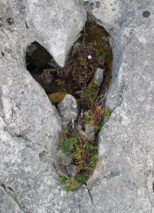 Burren Heart Website