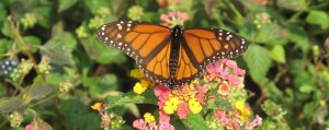 Alabama Butterfly