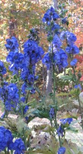 Website Delphinium