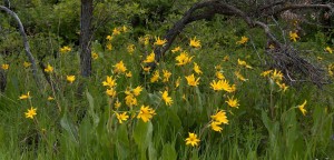 Colorado Wildflowers