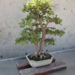 Bonsai 1