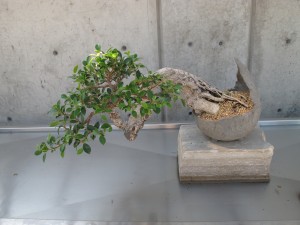 Bonsai 2