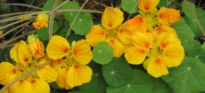 Nasturtium