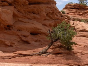 Moab Tree