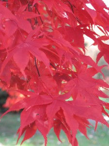 Autumn Tree Website