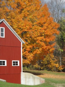 Barn and Tree Website