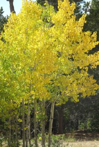 Aspen Tree