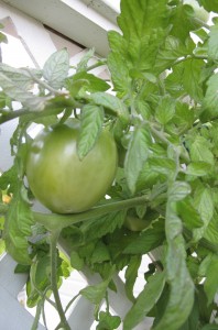 Fall Tomatos Web