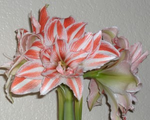 F41 Amaryllis