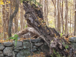 Lughnasadh Roots