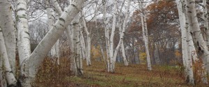 Samhain Birches