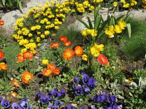 Botanic Flowers Website