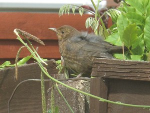 Sparrow Web