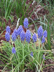 Grape Hyacinths MailChimp