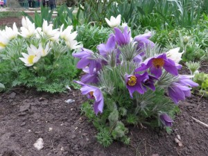 Anemones Cliveden