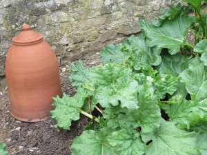 DY Rhubarb Cloche