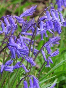 Bluebells are blooming everywhere with a heavenly fragrance