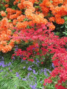 Congreve Flame Azaleas