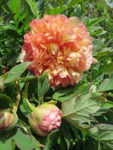 Congreve Peony