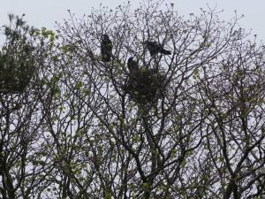 One nest in a Rookery -- now I know where all the noise comes from!