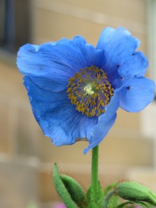 Blue Poppy (Glasgow)