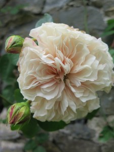 Rose along the wall at Bodnant