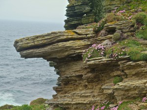 The cliffs at Marwick Head with Orkney Pinks (a flower that only grows in the islands)