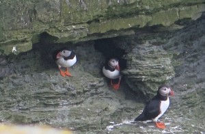 Puffins at Marwick Head (Orkney)
