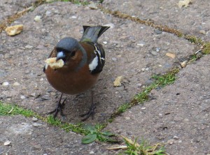 Sparrow at Y Stagbwll