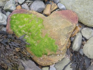 Touch: Heart Moss (Brough of Birsay)