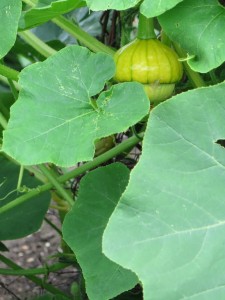 Garden Squash WebJPG