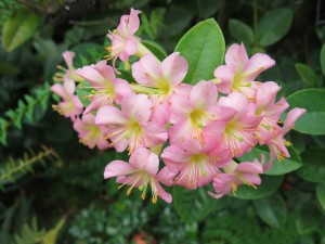 RBGE Azalea Web