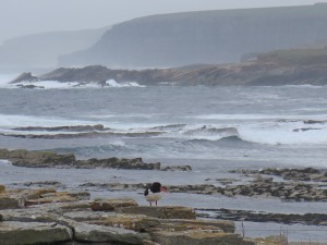 Birsay Bird Web