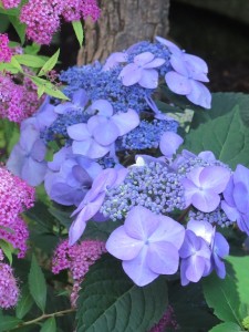 Lori's Hydrangea Web