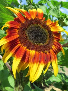 Sunflower 'Joker' Web