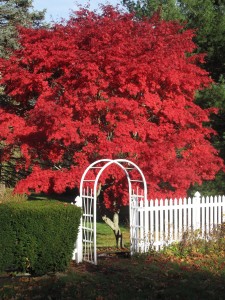 Japanese Maple Web