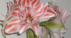 Unfolding Amaryllis