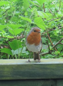 Newgrange Robin 2B Web