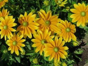 Yellow Rudebekia 2