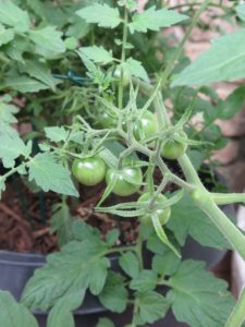 Cherry Tomato 2016