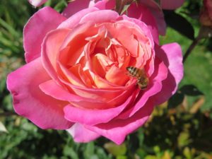 rose-with-bee-mailchimp