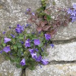 F11 Wallflowers (Bath, England)