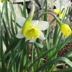 F12 Massachusetts Daffodils