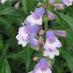 F17 Penstemon (Sissinghurst)