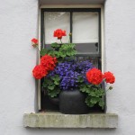 T8 Bunratty Window