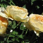 R7 Denver Roses