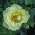 R15 Colorado Rose


