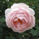 R4 Courts Rose